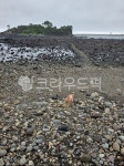 바다, 강아지, 제주바다, 서건도, 자연, 사진,이미지,일러스트,캘리그라피 - 연YEON연작가 크라우드픽 - 저작권 걱정 없는 상업용 이미지