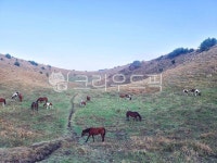 farm, 농장, field, 제주도, 말, 사진,이미지,일러스트,캘리그라피 - comedoy1작가 크라우드픽 - 저작권 걱정 없는 상업용 이미지