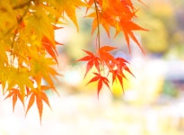 단풍, 가을, 물단풍, 나무, 계절, 사진,이미지,일러스트,캘리그라피 - 퓨처작가 크라우드픽 - 저작권 걱정 없는 상업용 이미지