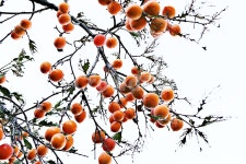 감, 감나무, 익은감, 붉은색, 음식, 사진,이미지,일러스트,캘리그라피 - 함께사는세상작가 크라우드픽 - 저작권 걱정 없는 상업용 이미지