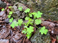 클로버, 식물, 잎, plant, leaf, 사진,이미지,일러스트,캘리그라피 - phototo73작가 크라우드픽 - 저작권 걱정 없는 상업용 이미지