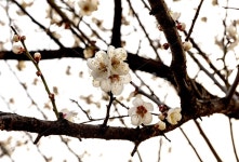 봄, 매화, 계절, 꽃, 공원, 사진,이미지,일러스트,캘리그라피 - Njeimi66작가 크라우드픽 - 저작권 걱정 없는 상업용 이미지