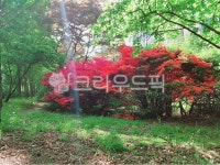 grove, 작은숲, nature, 자연, outdoors, 사진,이미지,일러스트,캘리그라피 - 코코하루작가 크라우드픽 - 저작권 걱정 없는 상업용 이미지