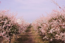꽃, flower, 자연, 제주도, 핑크, 사진,이미지,일러스트,캘리그라피 - 친절한언구씨작가 크라우드픽 - 저작권 걱정 없는 상업용 이미지