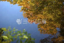 단풍, 단풍나무, 물, 반영, 비치다, 사진,이미지,일러스트,캘리그라피 - 횽횽작가 크라우드픽 - 저작권 걱정 없는 상업용 이미지