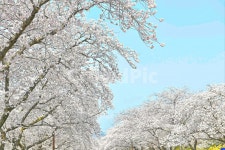 경주, 경주벚꽃, 벚꽃, 벚꽃축제, 보문호반길, 사진,이미지,일러스트,캘리그라피 - 나쁜늑대작가 크라우드픽 - 저작권 걱정 없는 상업용 이미지