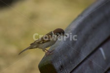 참새, 새, 조류, 공원, 작은새, 사진,이미지,일러스트,캘리그라피 - Naturis작가 크라우드픽 - 저작권 걱정 없는 상업용 이미지