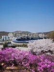 봄, 진달래, 종합운동장, 계절, 풍경, 사진,이미지,일러스트,캘리그라피 - gihong4011작가 크라우드픽 - 저작권 걱정 없는 상업용 이미지