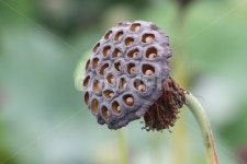 연씨, 씨, 연밥, 연, 연자, 사진,이미지,일러스트,캘리그라피 - 산사람작가 크라우드픽 - 저작권 걱정 없는 상업용 이미지