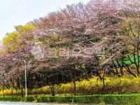 plant, 식물, blossom, flower, 벛꽃, 사진,이미지,일러스트,캘리그라피 - 별다방청년작가 크라우드픽 - 저작권 걱정 없는 상업용 이미지