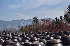 장독대, 전통, 장독, 홍매화, 봄, 사진,이미지,일러스트,캘리그라피 - BG Min작가 크라우드픽 - 저작권 걱정 없는 상업용 이미지