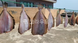 fish, 물고기, 가자미, 건어물, 건가자미, 사진,이미지,일러스트,캘리그라피 - Ban Kim작가 크라우드픽 - 저작권 걱정 없는 상업용 이미지