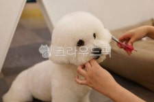 강아지, 강아지미용, 꽃단장, 가위컷, 강아지미용실, 사진,이미지,일러스트,캘리그라피 - Kdogist작가 크라우드픽 - 저작권 걱정 없는 상업용... 