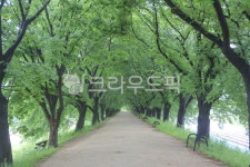 안동, 공원, 산책로, 산책, 평지, 사진,이미지,일러스트,캘리그라피 - 정탠탠작가 크라우드픽 - 저작권 걱정 없는 상업용 이미지