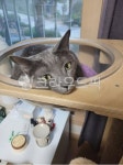 고양이, 러시안블루, 러시안블루고양이, 노란눈, 캣, 사진,이미지,일러스트,캘리그라피 - Nwekimgo1000작가 크라우드픽 - 저작권 걱정 없는... 