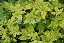 쇄기풀, 식물, 산야초, 집초, nettle, 사진,이미지,일러스트,캘리그라피 - hmac1989작가 크라우드픽 - 저작권 걱정 없는 상업용 이미지