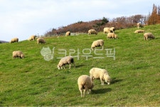 대관령, 양떼목장, 양, grassland, nature, 사진,이미지,일러스트,캘리그라피 - 대송작가 크라우드픽 - 저작권 걱정 없는 상업용 이미지