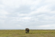 아프리카, 사파리, 코끼리, 초원, 자연, 사진,이미지,일러스트,캘리그라피 - photoSIHO작가 크라우드픽 - 저작권 걱정 없는 상업용 이미지