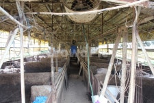 축사, 돈사, 돈사내부, 양돈, 돼지우리, 사진,이미지,일러스트,캘리그라피 - Vagisto작가 크라우드픽 - 저작권 걱정 없는 상업용 이미지