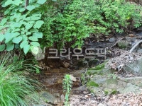 시냇물, 숲속, 옹달샘, 냇가, 이끼, 사진,이미지,일러스트,캘리그라피 - sugar_1211작가 크라우드픽 - 저작권 걱정 없는 상업용 이미지