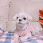 하얀강아지, 강아지, 강아지옷, 옷입은강아지, 앉아있는강아지, 사진,이미지,일러스트,캘리그라피 - minart작가 크라우드픽 - 저작권 걱정 없는... 