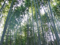 대나무, bamboo, 식물, plant, 담양, 사진,이미지,일러스트,캘리그라피 - 셔터프로작가 크라우드픽 - 저작권 걱정 없는 상업용 이미지