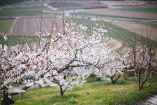 봄, 매화, 꽃, 농장, 자연, 사진,이미지,일러스트,캘리그라피 - sangminisnap작가 크라우드픽 - 저작권 걱정 없는 상업용 이미지