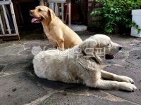 dog, 개, mammal, 포유류, animal, 사진,이미지,일러스트,캘리그라피 - 액자탈출작가 크라우드픽 - 저작권 걱정 없는 상업용 이미지