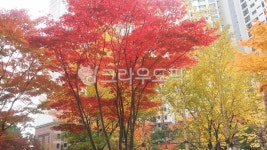 단풍나무, maple, 가을, 단풍, 단풍잎, 사진,이미지,일러스트,캘리그라피 - pjbong작가 크라우드픽 - 저작권 걱정 없는 상업용 이미지
