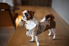 동물, 반려동물, 애완동물, 강아지, 시츄, 사진,이미지,일러스트,캘리그라피 - natsu u작가 크라우드픽 - 저작권 걱정 없는 상업용 이미지