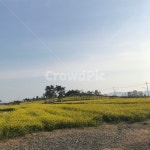 유채꽃, 봄, 맑은하늘, 유채밭, 나무, 사진,이미지,일러스트,캘리그라피 - 미니포토작가 크라우드픽 - 저작권 걱정 없는 상업용 이미지