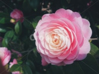 분홍꽃, 분홍동백, 동백꽃, camelliaflower, pinkcamelliaflower, 사진,이미지,일러스트,캘리그라피 - 백화작가 크라우드픽 - 저작권 걱정... 