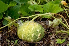 식물, 호박, 넝쿨식물, 채소, 농작물, 사진,이미지,일러스트,캘리그라피 - 크레용캐릭터작가 크라우드픽 - 저작권 걱정 없는 상업용 이미지