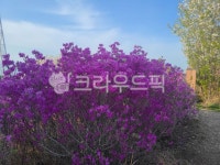 vegetation, 초목, purple, 보라, 진달래꽃, 사진,이미지,일러스트,캘리그라피 - 2bini작가 크라우드픽 - 저작권 걱정 없는 상업용 이미지