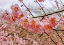 매화꽃, 화사한꽃사진, 봄사진, 남도의봄, 홍매화, 사진,이미지,일러스트,캘리그라피 - 쿠르네작가 크라우드픽 - 저작권 걱정 없는 상업용 이미지