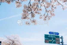 봄, 계절, 시즌, 봄꽃, flower, 사진,이미지,일러스트,캘리그라피 - JackyPhoto작가 크라우드픽 - 저작권 걱정 없는 상업용 이미지