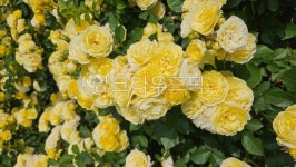 장미, 꽃, 평화로운, 노오란, 아름다운, 사진,이미지,일러스트,캘리그라피 - 늘 푸른 소나무작가 크라우드픽 - 저작권 걱정 없는 상업용 이미지