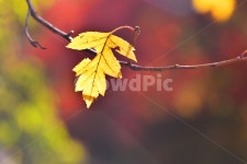 가을, 감성, 잎새, 마지막잎새, 노랑색, 사진,이미지,일러스트,캘리그라피 - space작가 크라우드픽 - 저작권 걱정 없는 상업용 이미지
