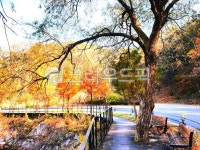 tree, 나무, 식물, 둘레길, 저수지길, 사진,이미지,일러스트,캘리그라피 - 금빛용담작가 크라우드픽 - 저작권 걱정 없는 상업용 이미지