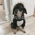 강아지, 배싸개, 모자쓴개, 개, 푸들, 사진,이미지,일러스트,캘리그라피 - 꽃헤니작가 크라우드픽 - 저작권 걱정 없는 상업용 이미지