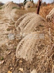 reed, 갈대, vegetation, 초목, 가을, 사진,이미지,일러스트,캘리그라피 - Nhinaki2000작가 크라우드픽 - 저작권 걱정 없는 상업용 이미지