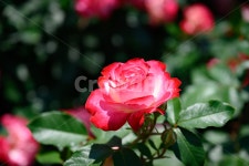 장미, 장미숲, 장미공원, 장미축제, 빨간장미, 사진,이미지,일러스트,캘리그라피 - 용용파파작가 크라우드픽 - 저작권 걱정 없는 상업용 이미지