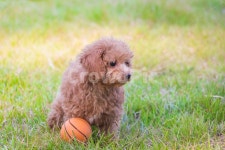 반려견, 강아지, 푸들, 갈색푸들, 아기강아지, 사진,이미지,일러스트,캘리그라피 - 조각모음작가 크라우드픽 - 저작권 걱정 없는 상업용 이미지