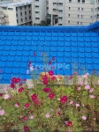 파란지붕, 고양이, 코스모스, 가을꽃, flower, 사진,이미지,일러스트,캘리그라피 - Nyeondut작가 크라우드픽 - 저작권 걱정 없는 상업용 이미지