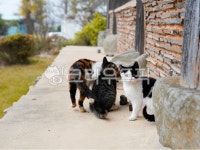 고양이, 길고양이, 고냥이, 냥이, 길냥이, 사진,이미지,일러스트,캘리그라피 - 카페이미지작가 크라우드픽 - 저작권 걱정 없는 상업용 이미지