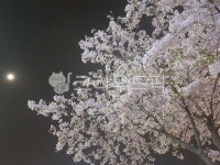 plant, 식물, blossom, 꽃, flower, 사진,이미지,일러스트,캘리그라피 - 맑은하늘바다작가 크라우드픽 - 저작권 걱정 없는 상업용 이미지
