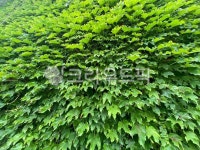 plant, 식물, nature, tree, 담쟁이덩쿨, 사진,이미지,일러스트,캘리그라피 - 루나빈작가 크라우드픽 - 저작권 걱정 없는 상업용 이미지
