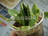 스투키, 산세베리아, 공기정화식물, 새순, 스투키새순, 사진,이미지,일러스트,캘리그라피 - 팡팡s작가 크라우드픽 - 저작권 걱정 없는 상업용 이미지