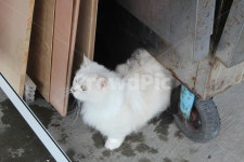 고양이, 하얀고양이, cat, 동물, animal, 사진,이미지,일러스트,캘리그라피 - BlissBlossom작가 크라우드픽 - 저작권 걱정 없는 상업용 이미지