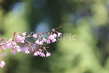 봄꽃, 봄, flower, springfield, 분홍꽃, 사진,이미지,일러스트,캘리그라피 - 담끼작가 크라우드픽 - 저작권 걱정 없는 상업용 이미지